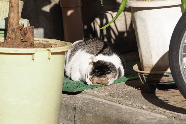 ケイ　寝ている