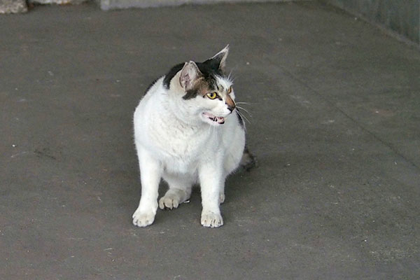 鳴く　しろまる
