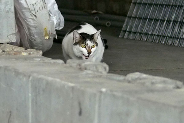 奥に逃げた　しろまる
