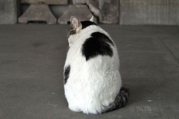 背中　しろまる