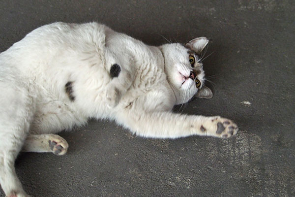 横招き猫形態　しろまる