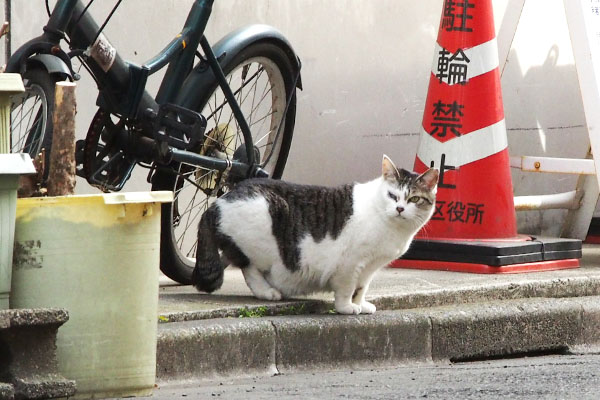 ケイを発見