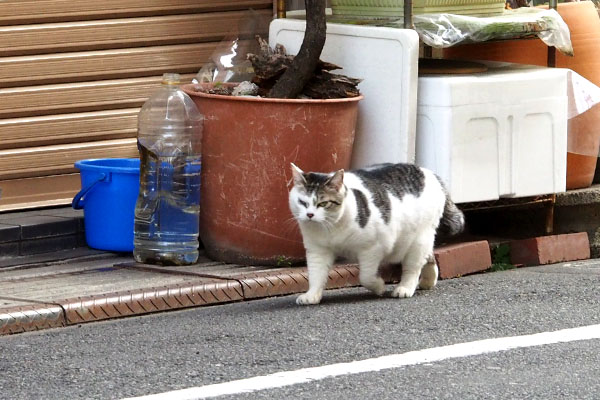 移動するケイ