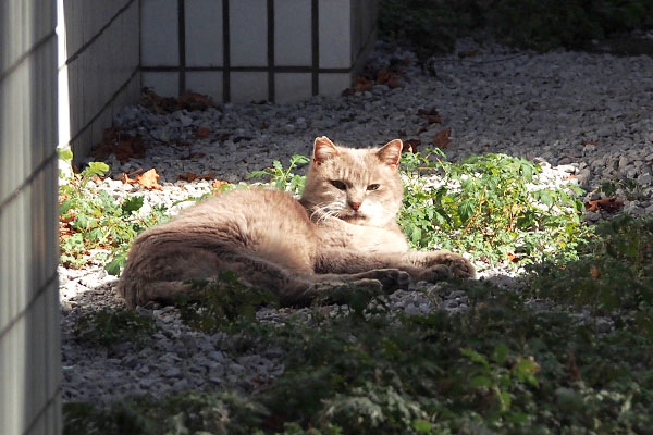 グリ　お昼寝してた