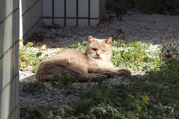 グリのウインク