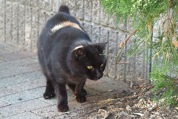 キト　動かない