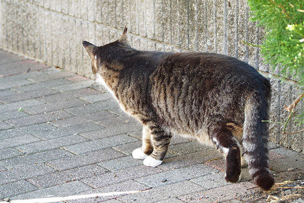 アシメが来た