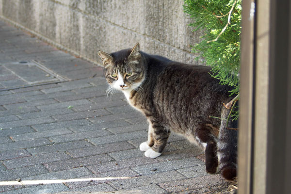 アシメ　逃げられた