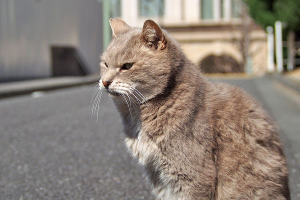 キトが居たので遠く見るグリ