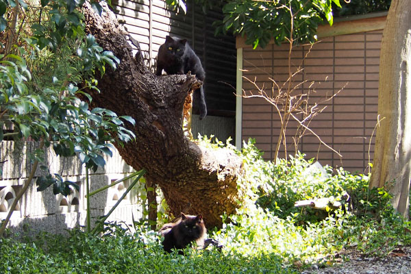 キトとモフネ　上下