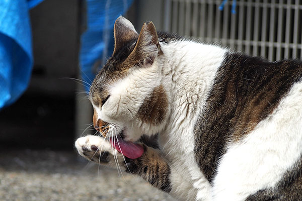 セイ　ぺろ