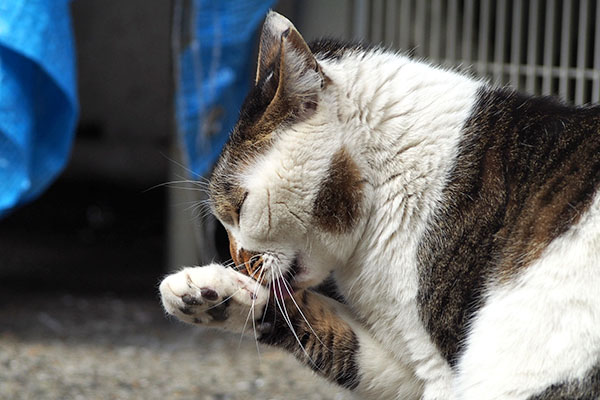 セイ　おてて