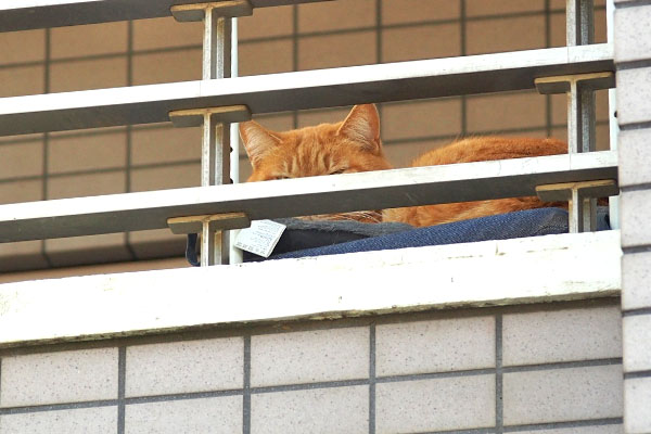 ギザ