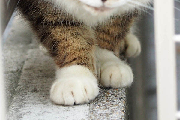 ふっくらお手て　サーヤ