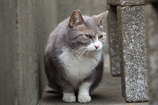 居なくなれ　レックス