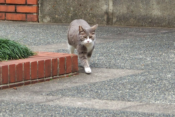 行った　レックス