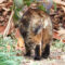 kuratan top tail