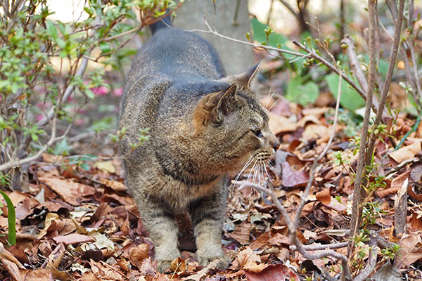 アビ　じーーと見る