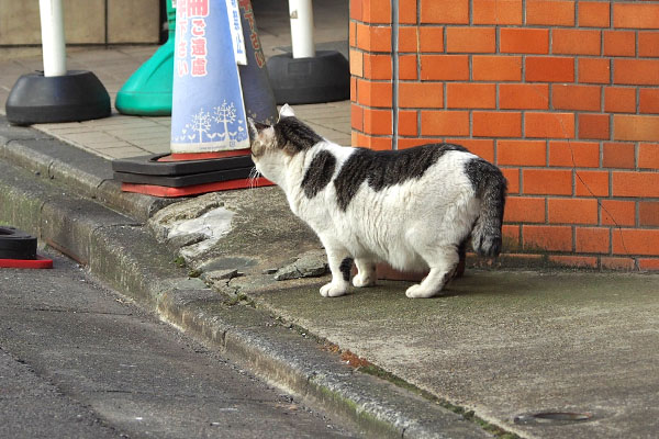 すんと前見る　ケイ