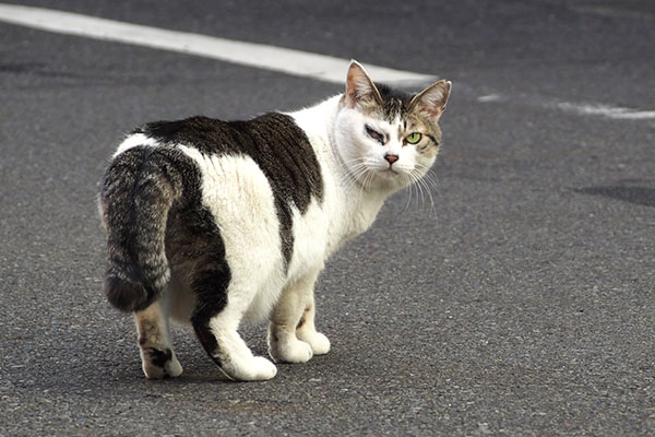 ついて来てるかにゃ　ケイ