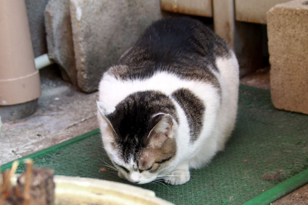 オヤツゲット　ケイ