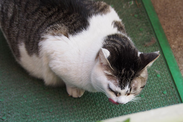 ぺろん　ケイ
