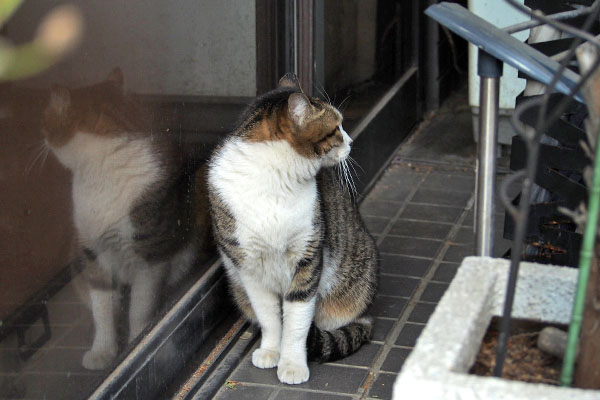 コルビ　後ろ気にして