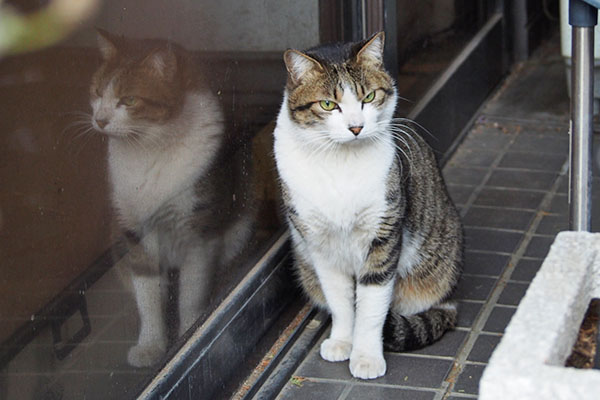 コルビ　にゃんだお