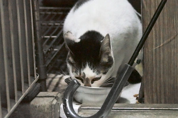 食べる　しろまる