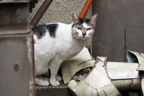 おみゃえ　しろまる