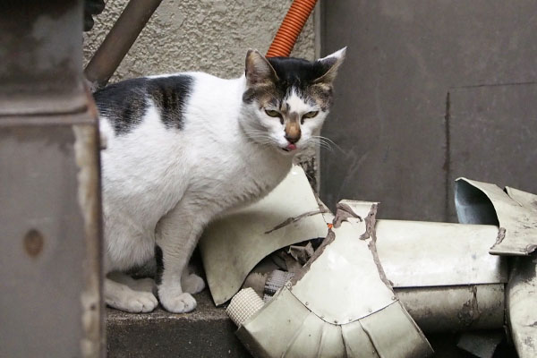 誰かと思た　しろまる