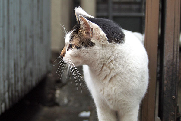 おでまし　しろまる