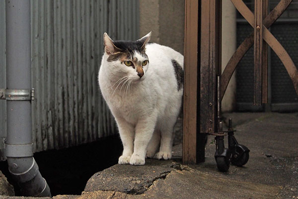 周囲確認　しろまる