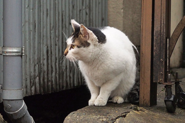 周囲確認　しろまる２