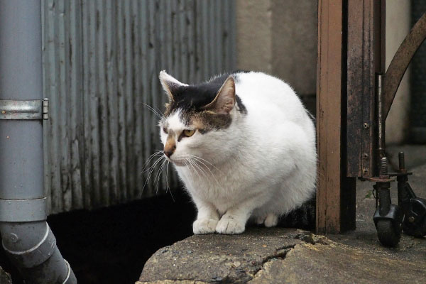 ちんまり　しろまる