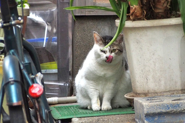 ぺろぺろ　ケイ