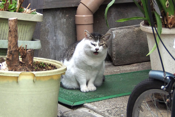 お構いなく　ケイ