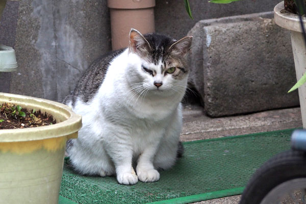 いつまで居るの　ケイ
