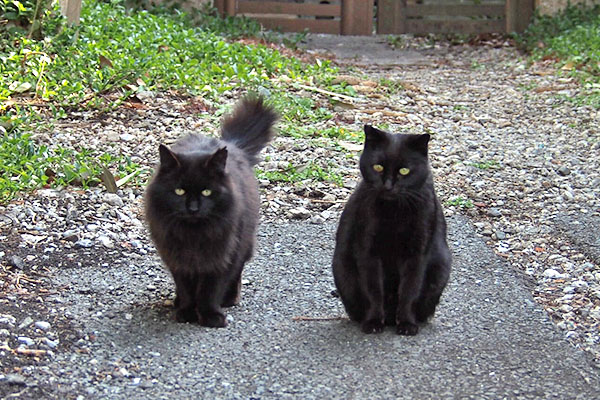 並ぶ黒猫同盟