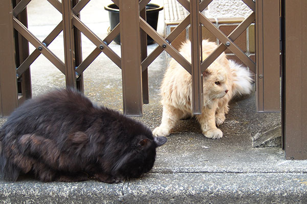 仲良くナリコとハリマ２