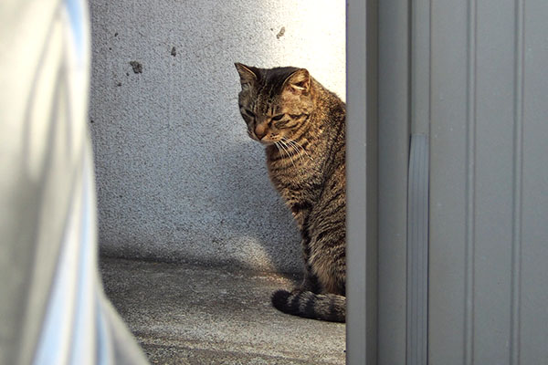 シマヲ　隅っこ
