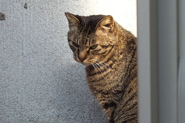 シマヲ　お顔