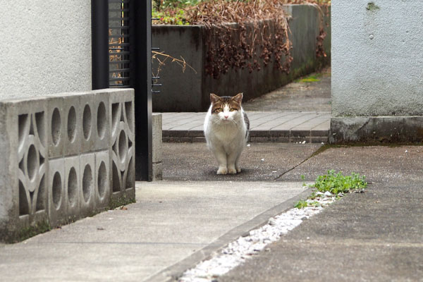 あ　ルーフ