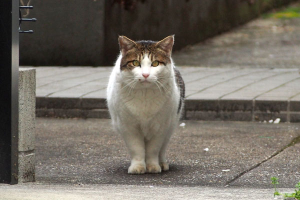 動かない　ルーフ