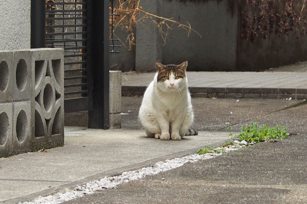 お座り　ルーフ