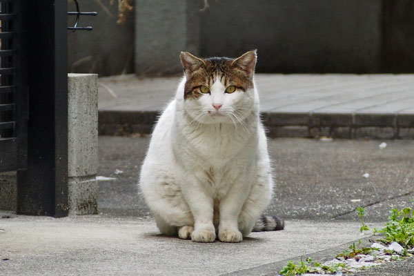 待つ　ルーフ