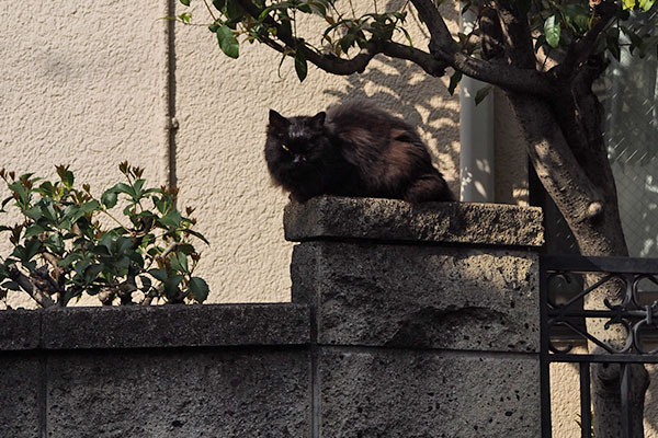 塀の上　ハリマ