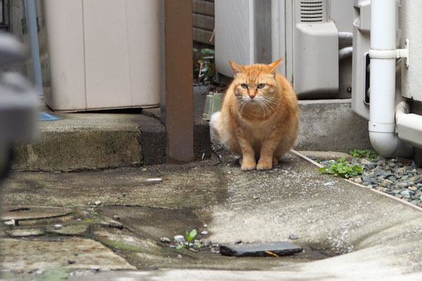 そらちゃん　帰宅