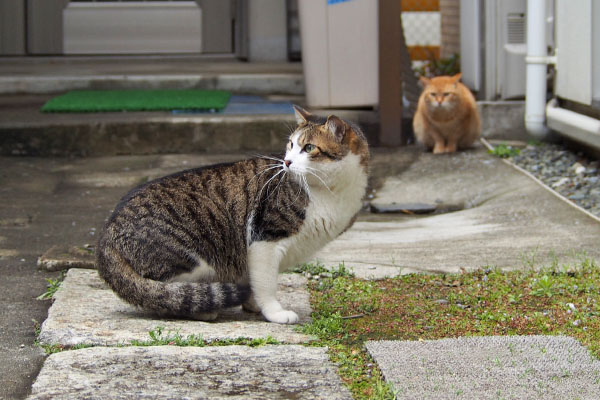 手前にコルビ