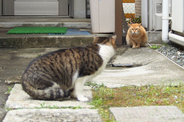 コルビそらちゃんに気付く